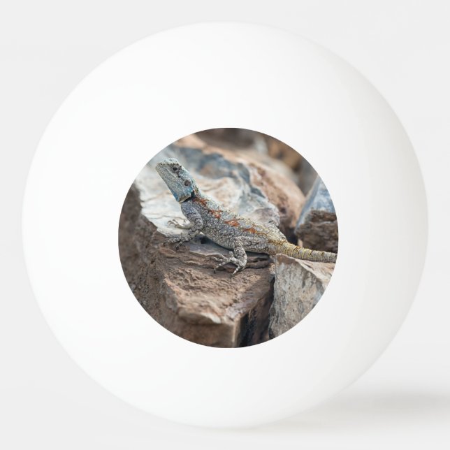 Balle De Ping Pong Agama à tête bleue (Devant)