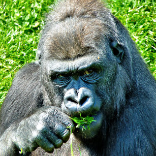 BALLE DE PING PONG ANIMAUX SAUVAGES - GORILLAS
