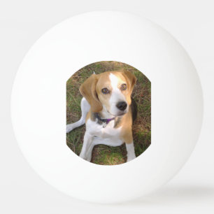 Balle De Ping Pong Beagle reposant 2