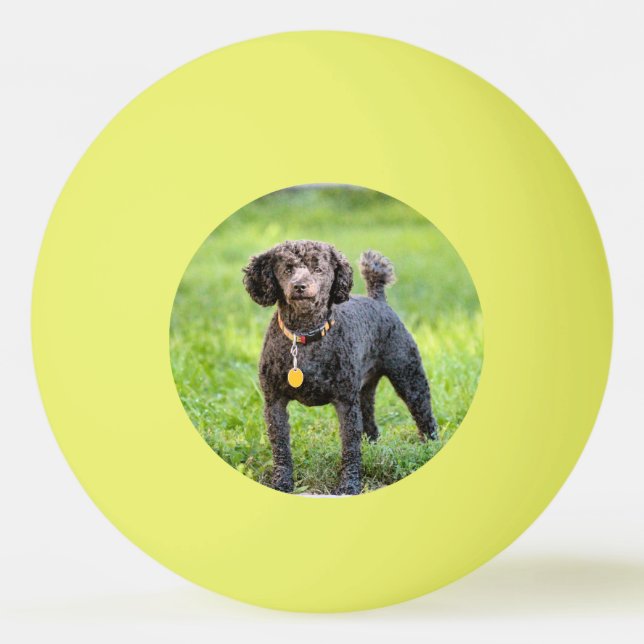 Balle De Ping Pong Bonjour (Devant)