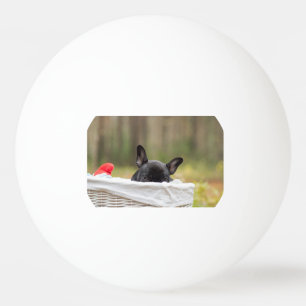 Balle De Ping Pong bouledogue français chiot curieux
