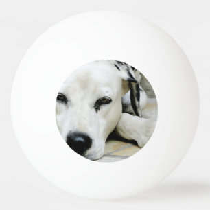 Balle De Ping Pong Chien dalmatien