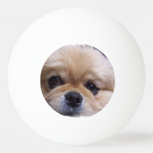 Balle De Ping Pong Chien de Pekingese