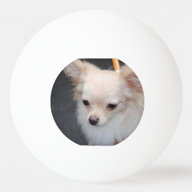 Balle De Ping Pong Chiwawa aux cheveux longs (Devant)