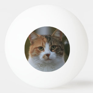 Balle De Ping Pong Créez Votre Propre Photo de Chat Personnalisée