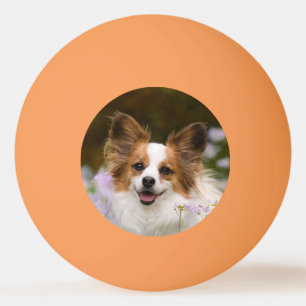 Balle De Ping Pong Cute Papillon Tête espagnole Photo pour Amoureux d
