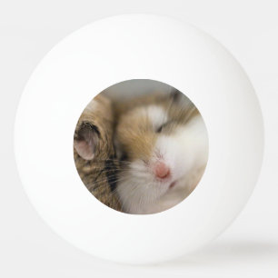 Balle De Ping Pong Déplacer vers Bob