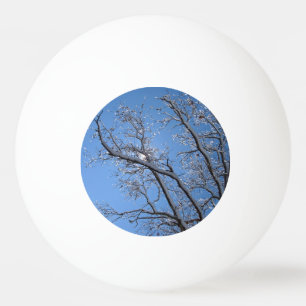 Balle De Ping Pong Des arbres couverts de neige glacée