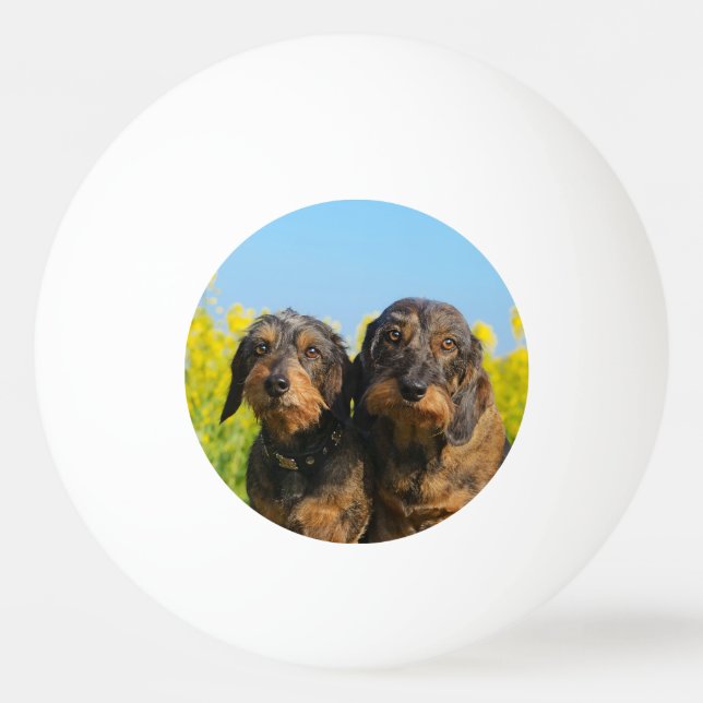 Balle De Ping Pong Deux mignons Chiens Dachshund Dackel Portrait Phot (Devant)