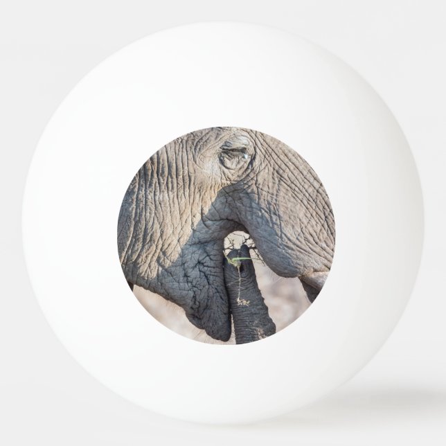 Balle De Ping Pong Elephant feeding (Dos)