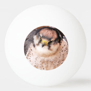 BALLE DE PING PONG FALCON BIRD DE PREY