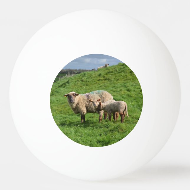 Balle De Ping Pong Famille de moutons (Devant)