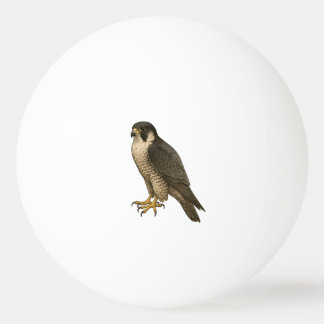 Balle De Ping Pong Faucon migrant