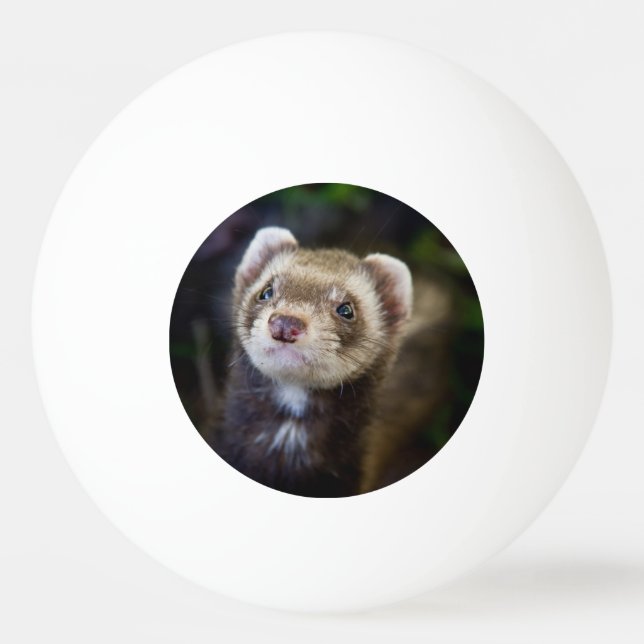 Balle De Ping Pong Ferret (Devant)
