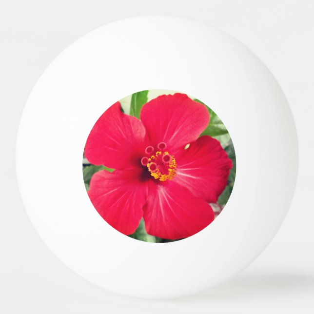 Balle De Ping Pong Fleur rouge de Hibiscus Rosa-sinensis (Devant)