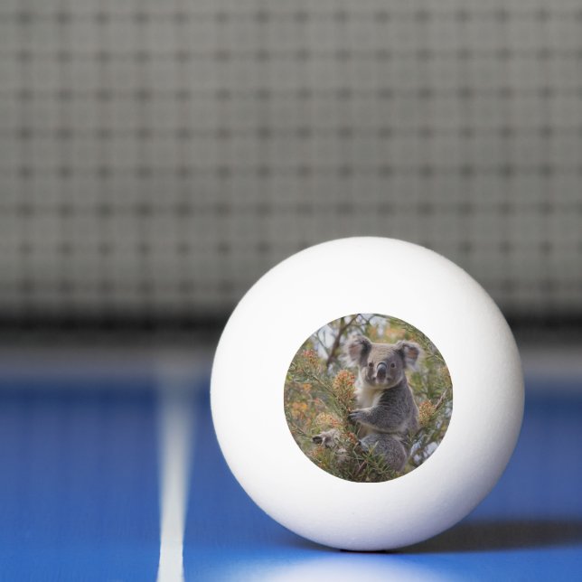 Balle De Ping Pong Grevillea Koala Bear, (Filet)