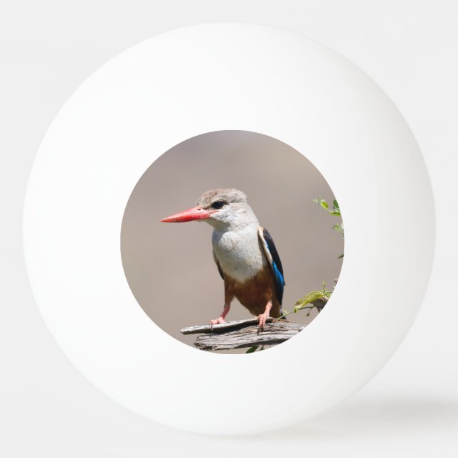 Balle De Ping Pong Grey-Headed Kingfisher (Dos)