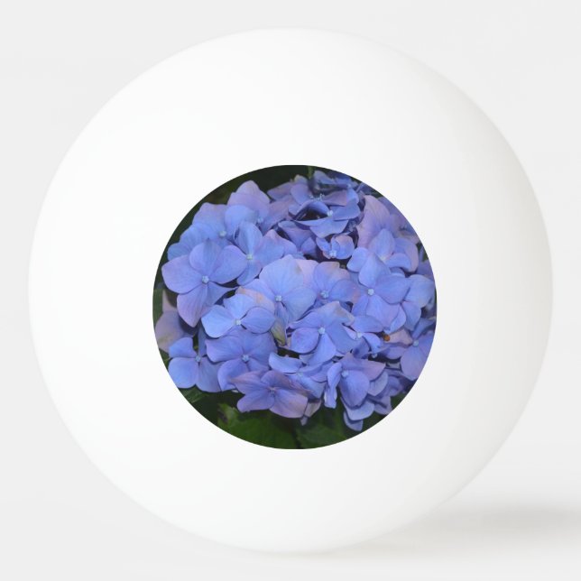 Balle De Ping Pong Hydrangea macrophylla violette rustique (Devant)