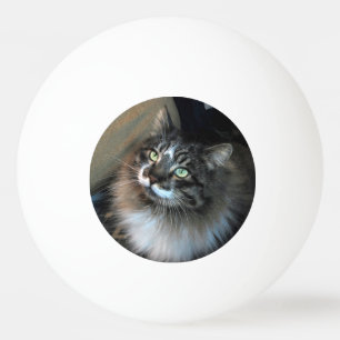 Balle De Ping Pong Irrésistible Cat Zorro Trois Étoiles Ping Pong B