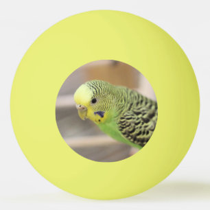 Balle De Ping Pong Kiwi
