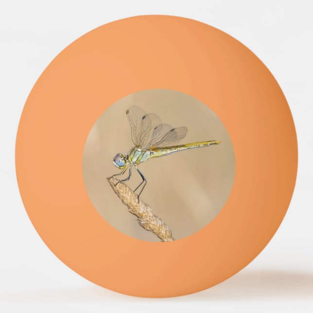 Balle De Ping Pong Libellule Skimmer Femelle Insecte (CC BY 4.0) Ping (Devant)