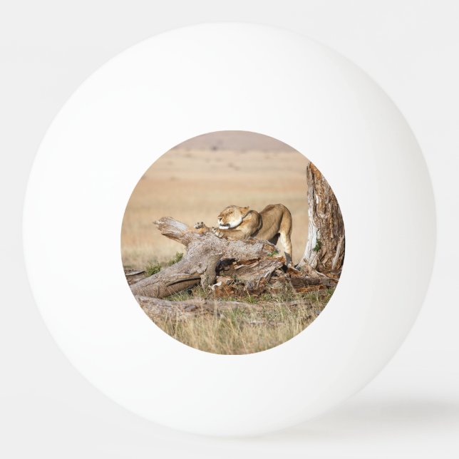 Balle De Ping Pong Lioness stretching (Dos)