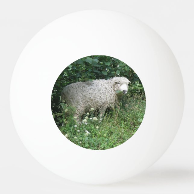 Balle De Ping Pong Mignonette Blanc Fluffé Manger Ping Pong Ball (Devant)