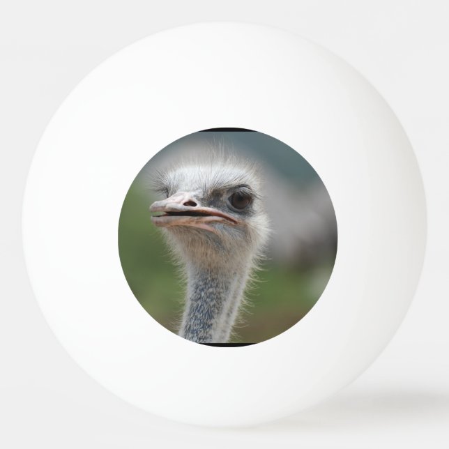 Balle De Ping Pong Oiseau d'autruche (Devant)
