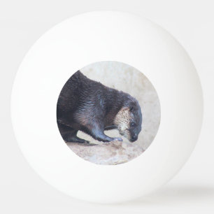 Balle De Ping Pong Otter