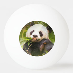 Balle De Ping Pong Ours panda