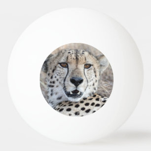 Balle De Ping Pong Portrait de Cheetah