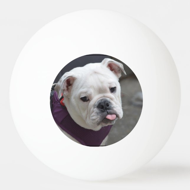 Balle De Ping Pong Raillerie de bouledogue (Devant)