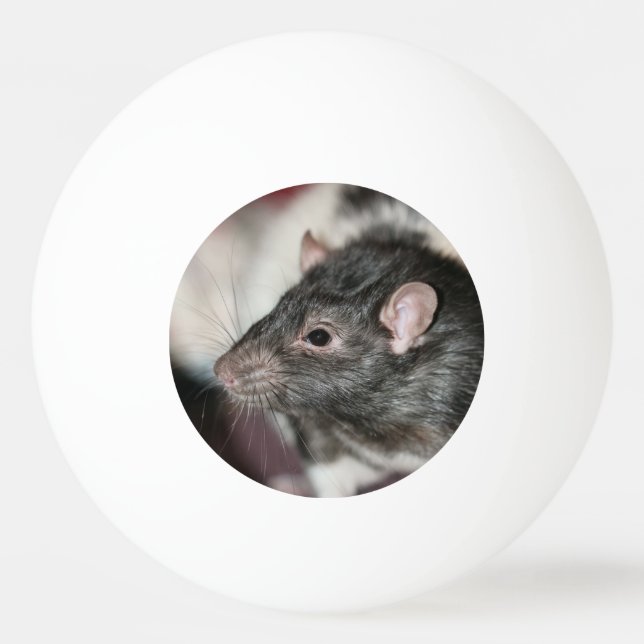 Balle De Ping Pong Rat (Devant)