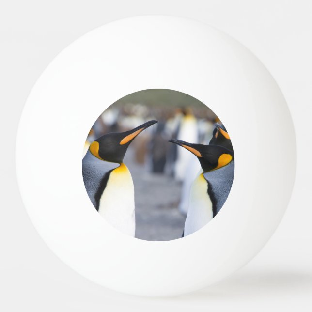 Balle De Ping Pong Roi Pingouin (Dos)