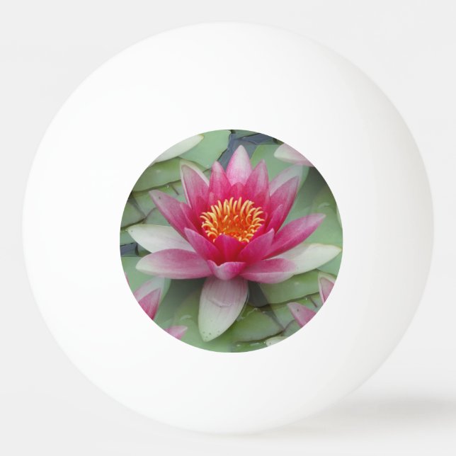 Balle De Ping Pong Rose Lotus Water Lily (Devant)