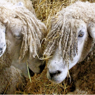 BALLE DE PING PONG SHEEP