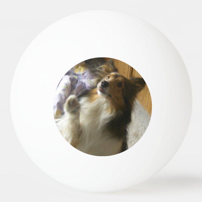 Balle De Ping Pong Shetland Sheepdog Begging (Devant)