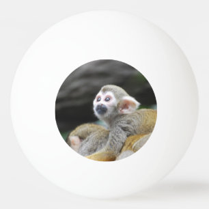 Balle De Ping Pong squirrel-monkey-39.jpg