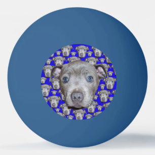 Balle De Ping Pong Staffordshire Terrier Puppy