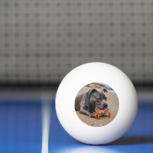 Balle De Ping Pong Staffy Est Des Amis Avec Un Crabe De Plage,