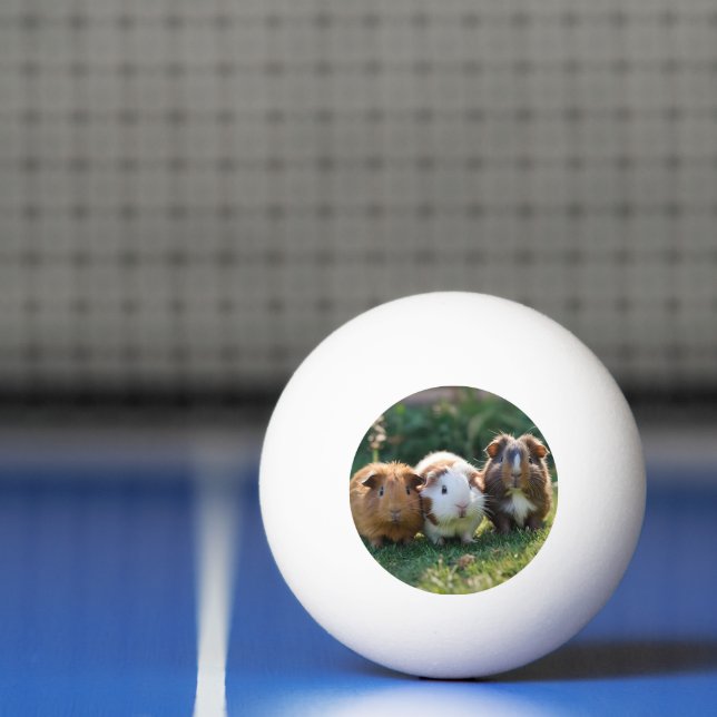 Balle De Ping Pong Trois bébés cochons de Guinée, (Filet)