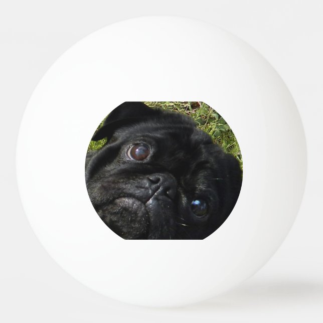 Balle De Ping Pong yeux de noir-carlin (Devant)
