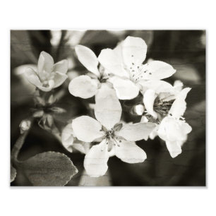 Ballerina Blossoms photo Vintage