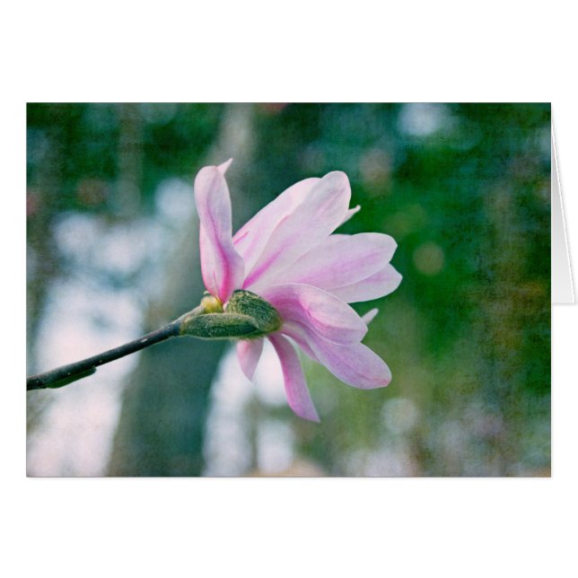 Ballerina Magnolia (Devant Horizontal)