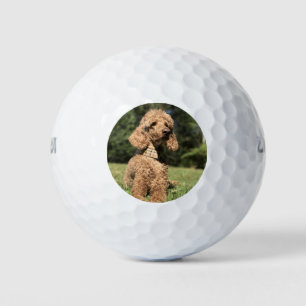 Balles De Golf Apricot Poodle personnalisable