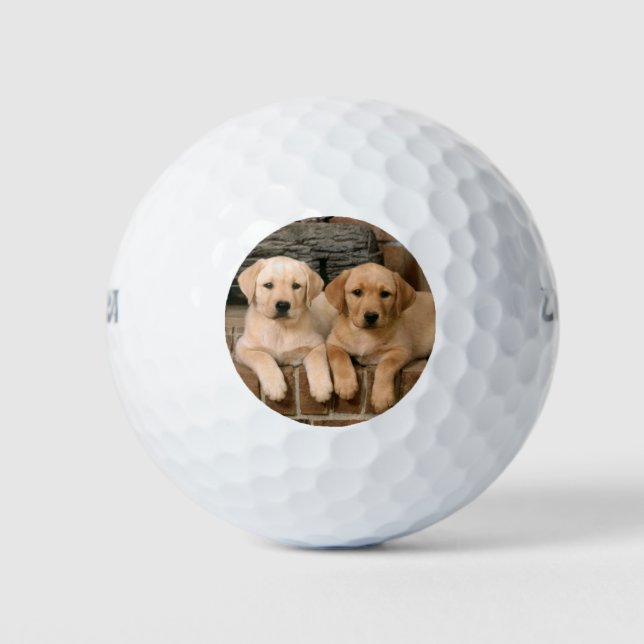 Balles De Golf Beaux chiots de laboratoire (Devant)