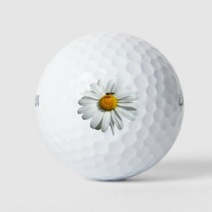 Balles De Golf Bee on Daisy Alaskan Summer Nature