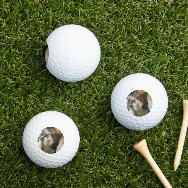 Balles De Golf Berger des Shetland mendiant (Herbe in situ)