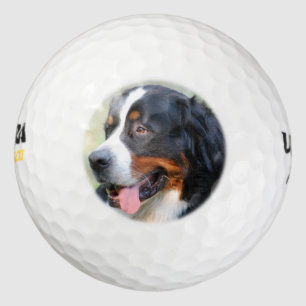 Balles De Golf bernèse-chien de montagne-10