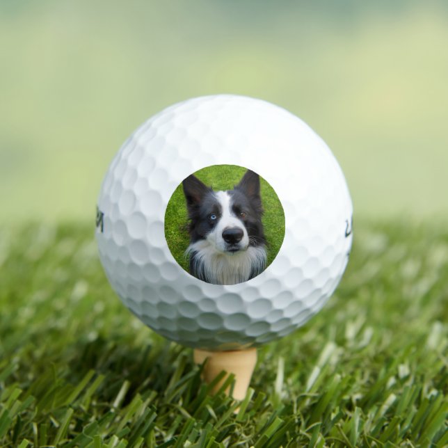 Balles De Golf Bordure Collie (T-shirt Insitu)